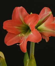 Amaryllis BELLADONNA ® (hippeastrum)