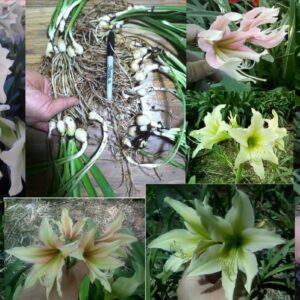 Amaryllis Green Complex Seedlings