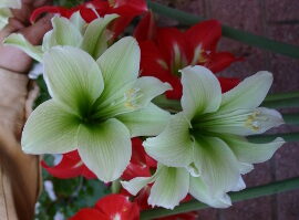 Amaryllis GREEN DRAGON