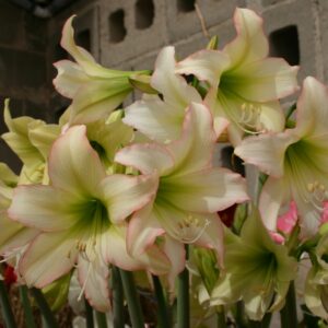 Amaryllis TRENTINO ®