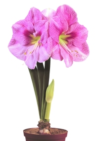 Amaryllis BLUSHING BRIDE ®