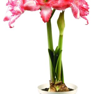 Amaryllis RAZZMATAZZ ®