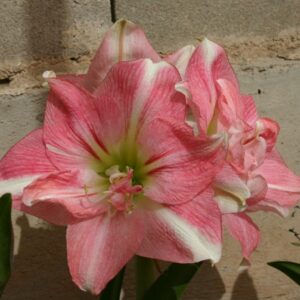 Amaryllis ROZETTA ®
