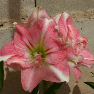 Amaryllis ROZETTA ®