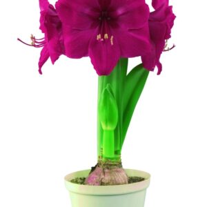 Amaryllis HONEYMOON ®