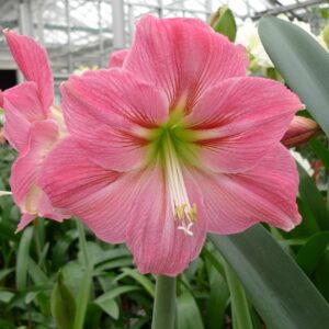 Amaryllis Candy Floss®
