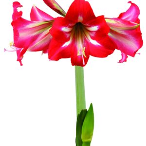 Amaryllis HOT LIPS®