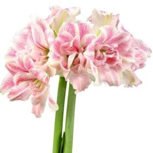 Amaryllis FIRST LOVE®
