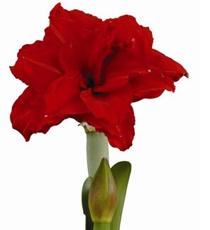 Amaryllis INFERNO®