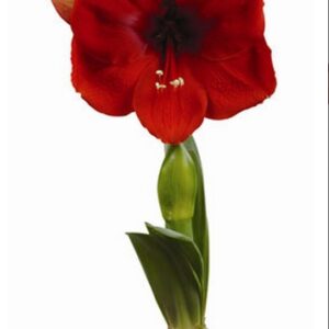 Amaryllis NOEL®