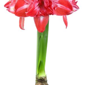 Amaryllis STARS AND STRIPES®