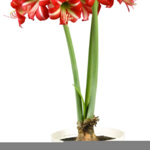 Amaryllis LITTLE STAR ®