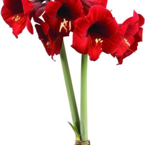 Amaryllis VESUVIUS ®