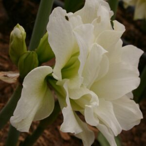Amaryllis PAVLOVA ® (2-3 stem size)-Sprouting