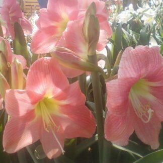Amaryllis AMALFI ®