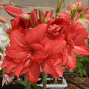 Amaryllis BALLERINA®