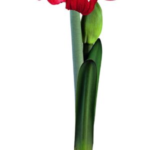 Amaryllis BAMBARA ®