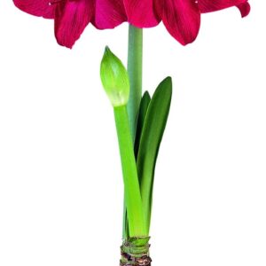 Amaryllis BAROTSE ®