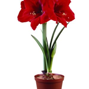 Amaryllis BASUTO®