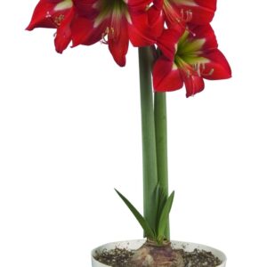 Amaryllis BRIGHT SPARK (already bloomed)