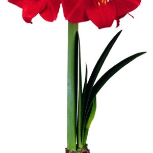 Amaryllis BOLD LEADER ®