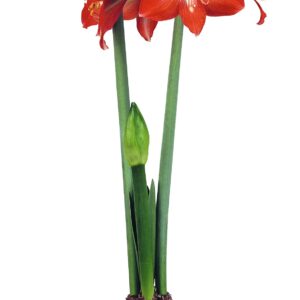 Amaryllis CHRISTMAS STAR (already bloomed)