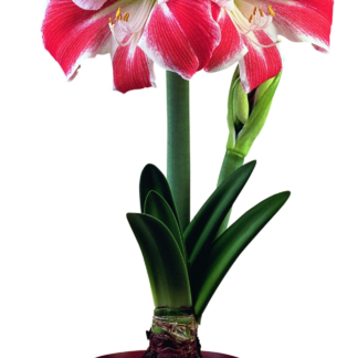 Amaryllis CARNIVAL®