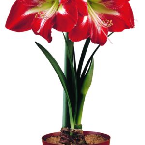 Amaryllis COCKTAIL®