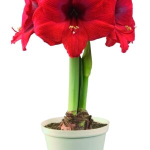 Amaryllis DOUBLE SIX ®
