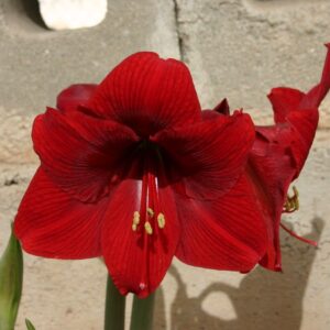 Amaryllis DYNAMITE ® 18-20 cm