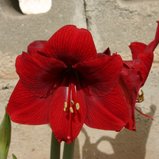 Amaryllis DYNAMITE ® 18-20 cm