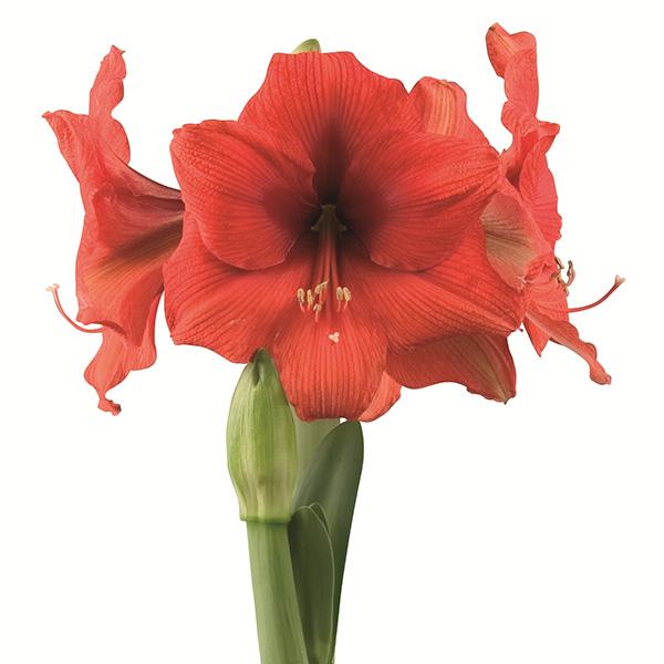 Amaryllis GOLD MEDAL®