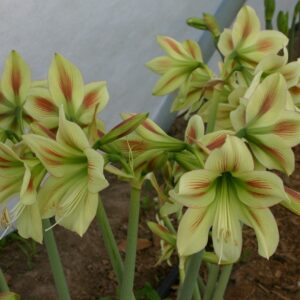 Amaryllis Graffiti ® (bloomed winter 2022)
