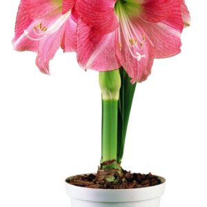 Amaryllis Hollywood~Bloomed in Storage