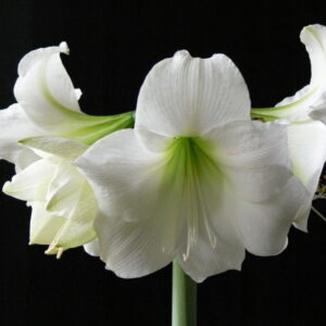 Amaryllis INTOKAZI ®