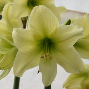 Amaryllis LEMON SORBET®-