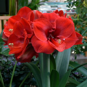Amaryllis Merry Christmas® XL