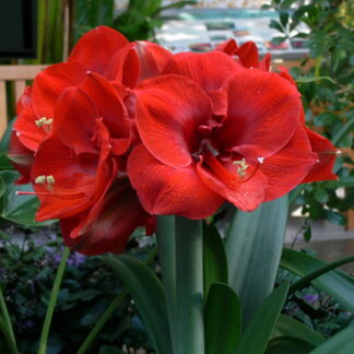Amaryllis Merry Christmas® XL