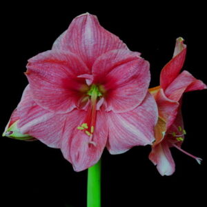 Amaryllis MILADY