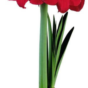 Amaryllis Miracle®