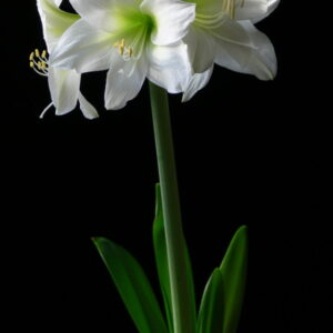 Amaryllis Molto Bello® Miniature