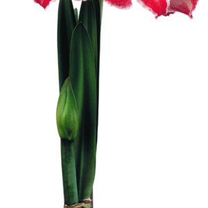 Amaryllis PIZZAZZ ®