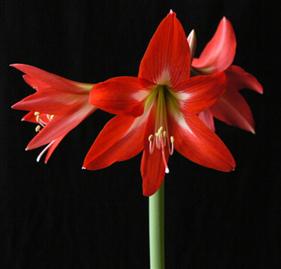 Amaryllis Piccolo ®