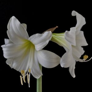 Amaryllis PANATELLA ®