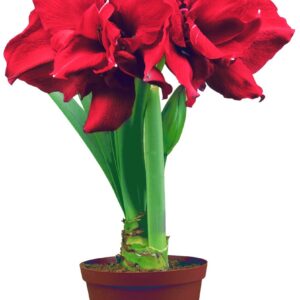 Amaryllis Ragtime ®