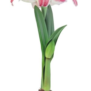 Amaryllis Razzle Dazzle®