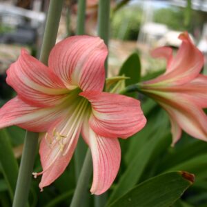 Amaryllis CUPIDO ®