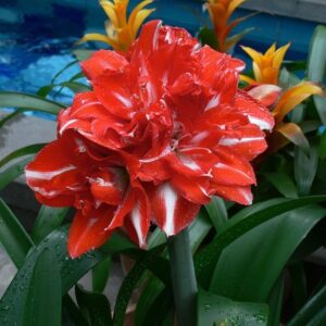Amaryllis Rock n' Roll ® Already Bloomed
