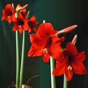 Amaryllis Little Devil ®