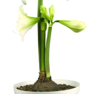 Amaryllis Little Angel ®